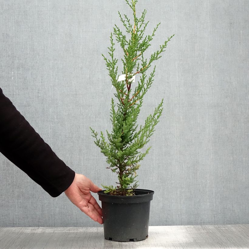 Spécimen de Cupressus macrocarpa - Cyprès de Lambert  Pot de 2L/3L tel que livré en automne