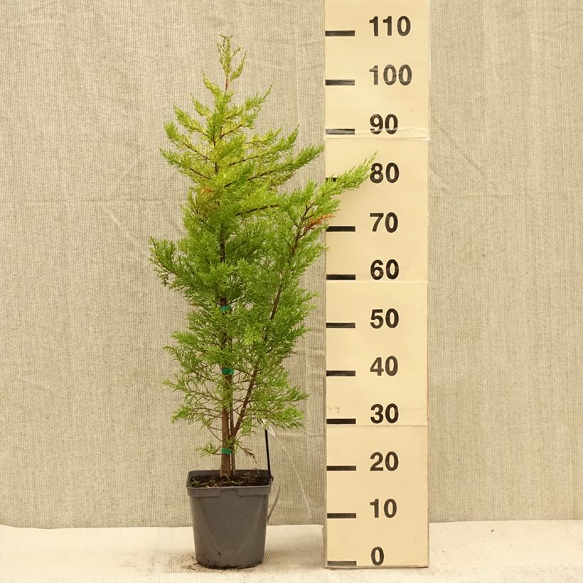 Spécimen de Cupressus macrocarpa Goldcrest - Cyprès de Lambert Pot de 4L tel que livré en automne