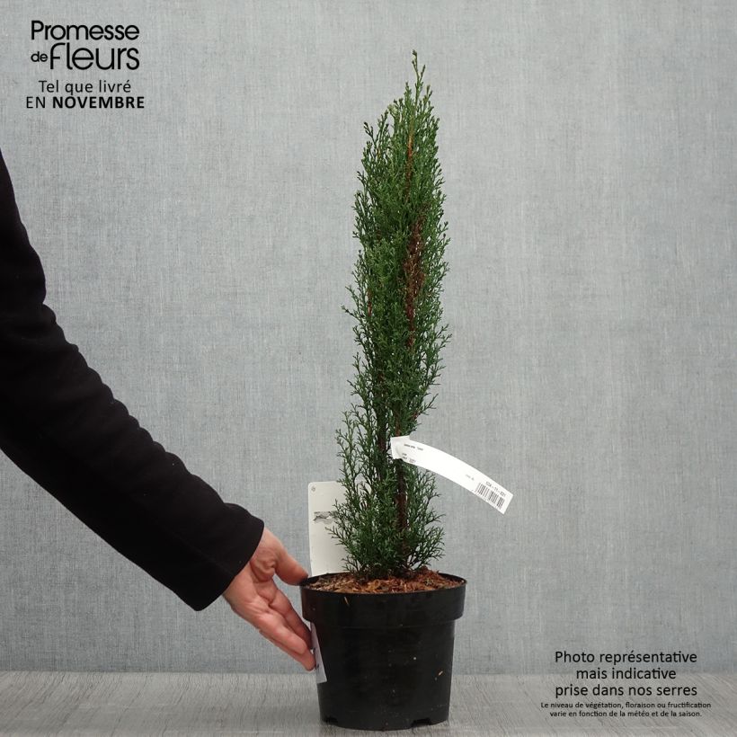 Spécimen de Cupressus sempervirens Totem - Cyprès de Florence en pot de 2/3L tel que livré en automne