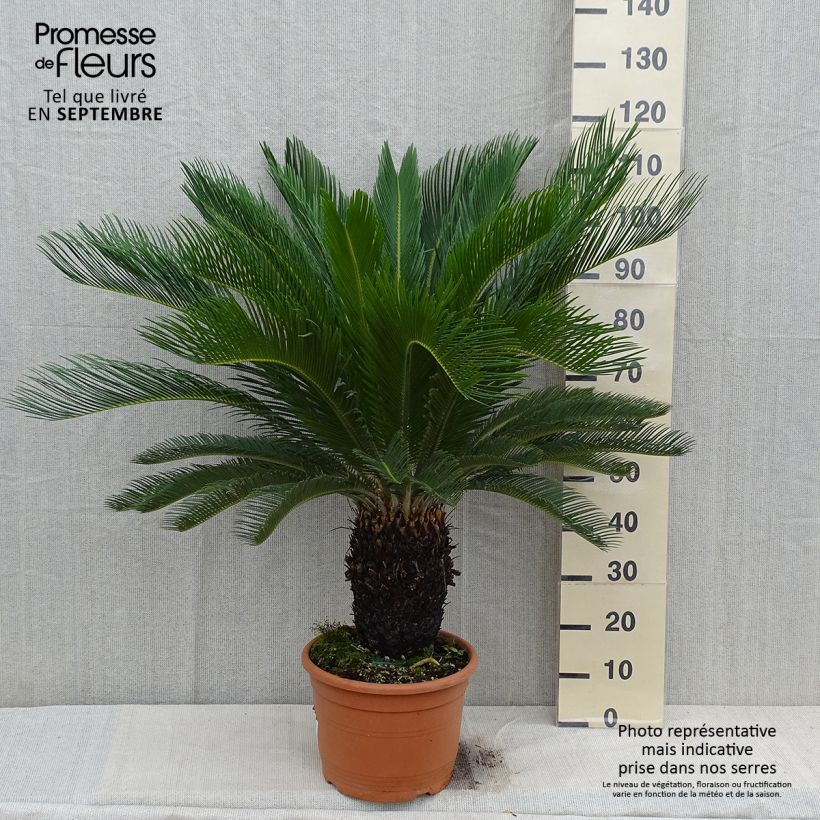 Spécimen de Cycas revoluta - Cycas du Japon pot de 15L tel que livré en automne