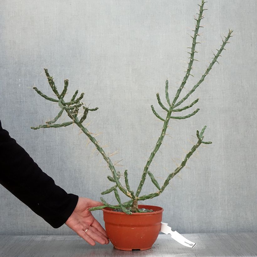 Spécimen de Cylindropuntia kleiniae - Opuntia ou oponce tel que livré en automne