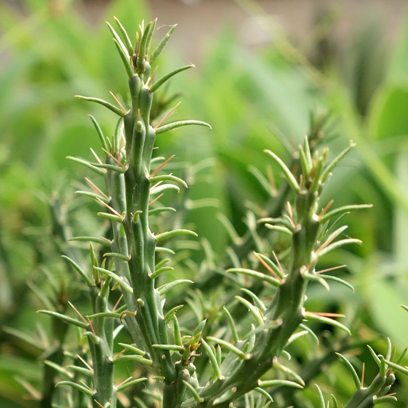 Cylindropuntia kleiniae - Opuntia ou oponce (Feuillage)