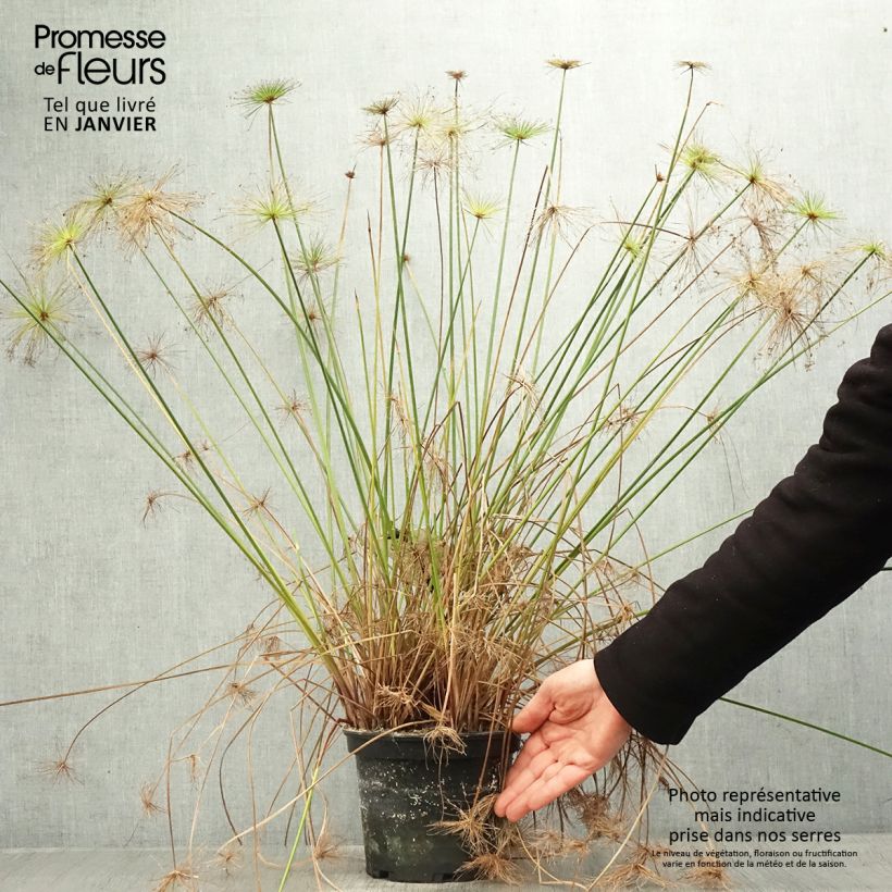 Spécimen de Cyperus prolifer - Papyrus nain Pot de 3L/4L tel que livré en hiver