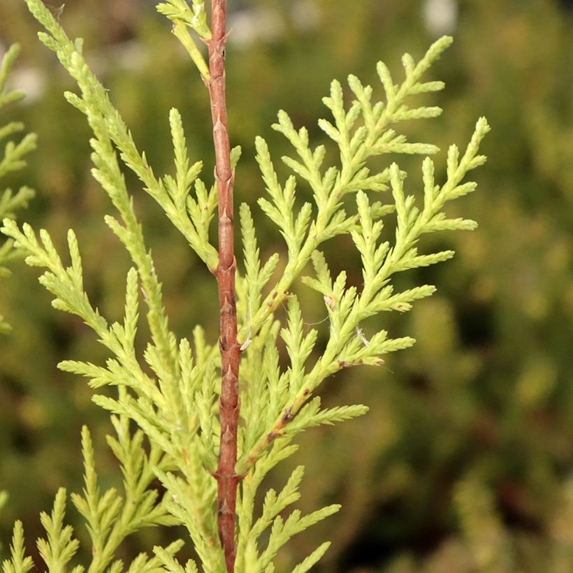 Cupressocyparis x leylandii Oger - Cyprès de Leyland (Feuillage)