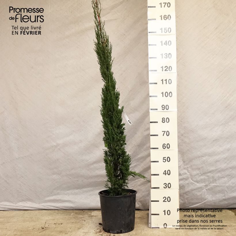 Spécimen de Cyprès de Provence - Cupressus sempervirens Pyramidalis en pot de 15 litres tel que livré en hiver