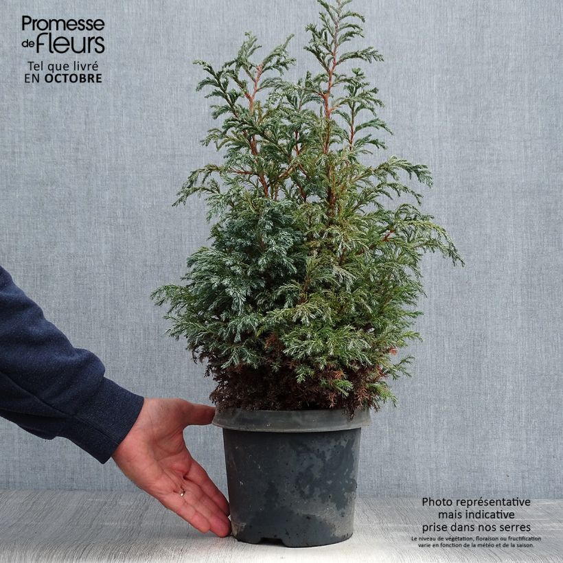 Spécimen de Cyprès Sawara - Chamaecyparis pisifera Baby Blue                Pot de 3L/4L tel que livré en automne