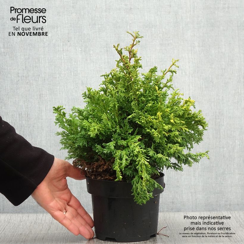 Spécimen de Cyprès Sawara - Chamaecyparis pisifera Golden Pincushion en pot de 2l/3l tel que livré en automne