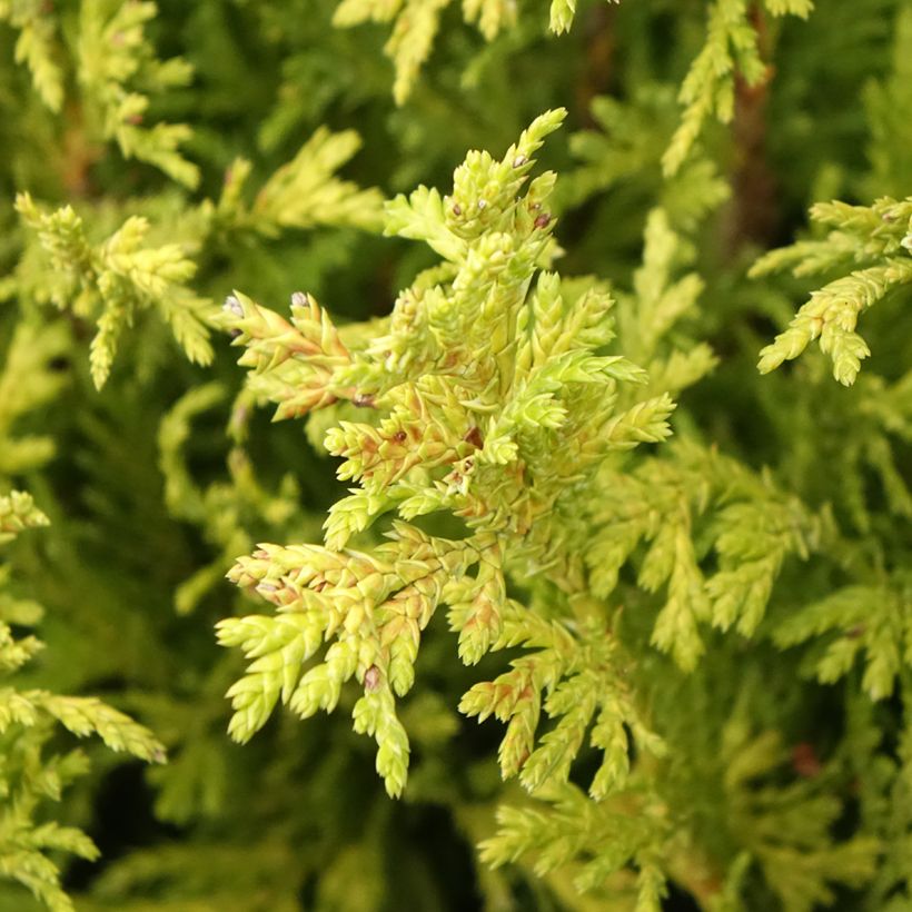 Chamaecyparis pisifera Golden Pincushion - Cyprès Sawara (Feuillage)