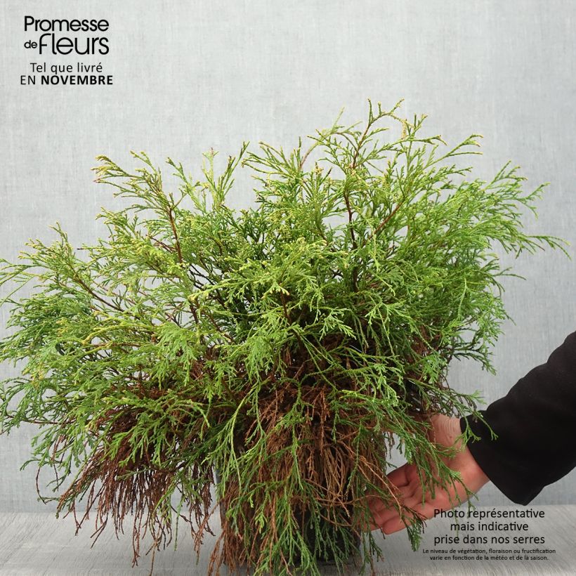 Spécimen de Cyprès Sawara - Chamaecyparis pisifera Sungold                   tel que livré en automne