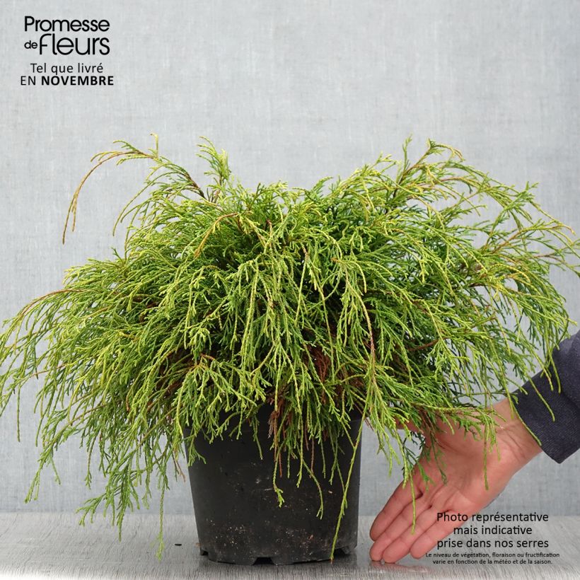 Spécimen de Cyprès Sawara - Chamaecyparis pisifera Sungold                   tel que livré en automne