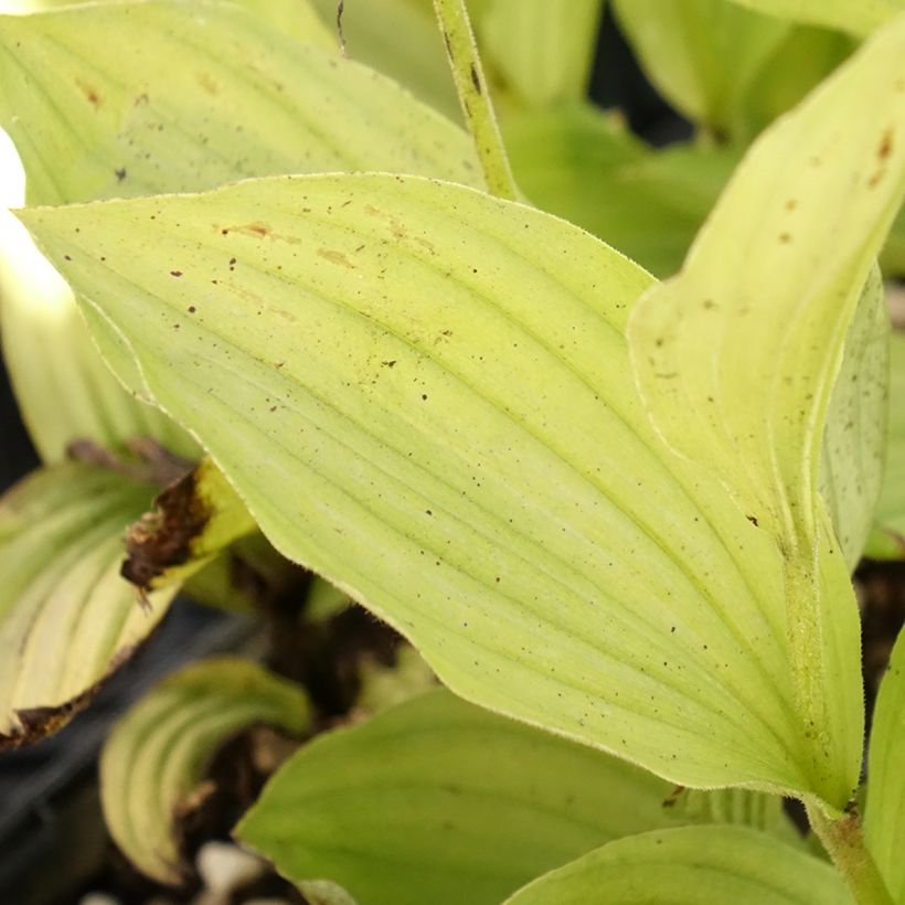 Cypripedium Gisella - Sabot de Venus hybride (Feuillage)