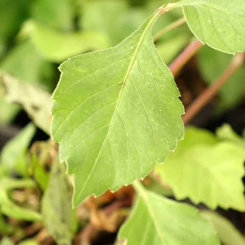 Dahlia Honka Izarra (Feuillage)