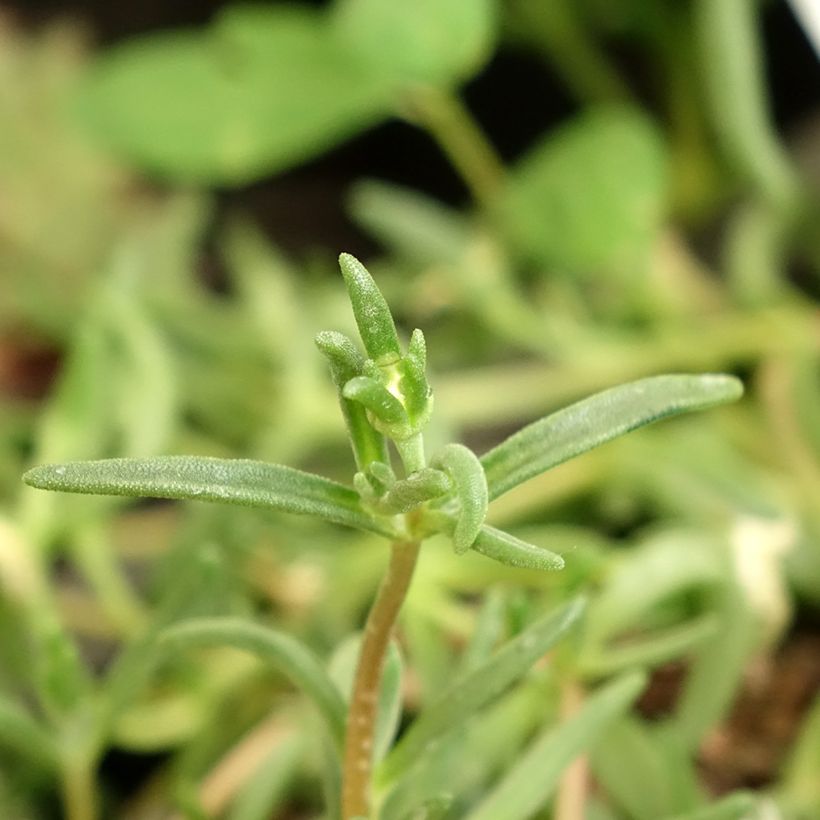 Delosperma Wheels of Wonder White (Feuillage)