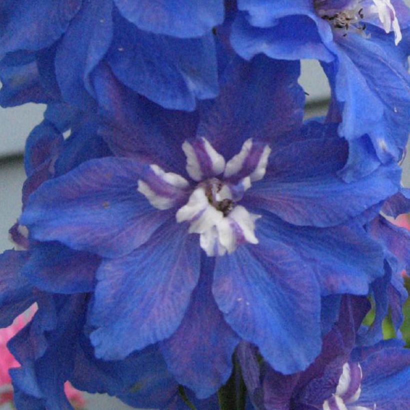 Delphinium Pacific Blue Bird - Pied d'Alouette vivace (Floraison)