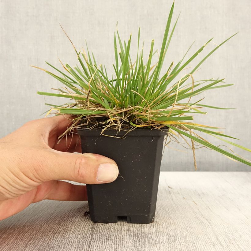 Spécimen de Deschampsia cespitosa Goldschleier - Canche cespiteuse en godet de 9 cm tel que livré en automne