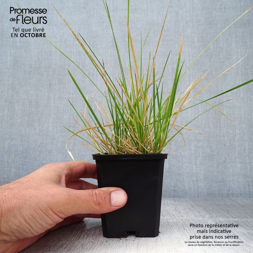 Spécimen de Deschampsia cespitosa Palava - Canche cespiteuse Godet de 9cm tel que livré en automne