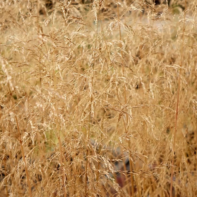 Deschampsia cespitosa Palava - Canche cespiteuse (Feuillage)