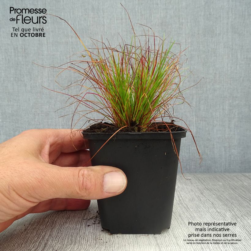 Spécimen de Deschampsia flexuosa - Canche flexible, flexueuse Godet de 9cm tel que livré en automne