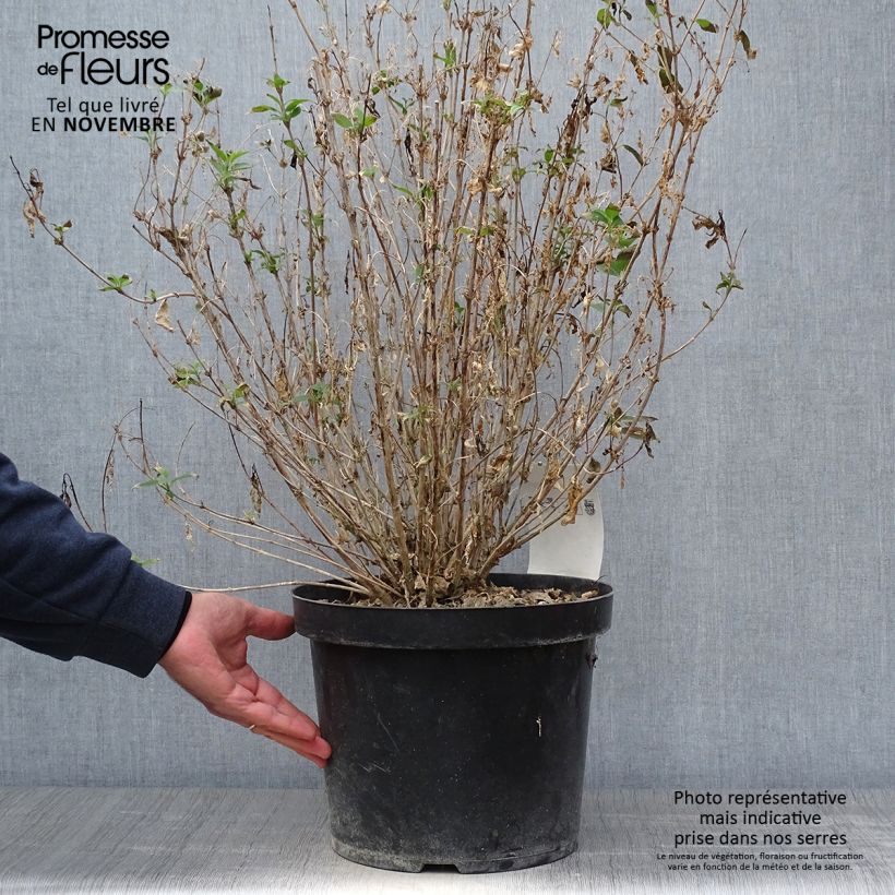 Spécimen de Deutzia gracilis Nikko 40/50cm en pot de 10L tel que livré en automne