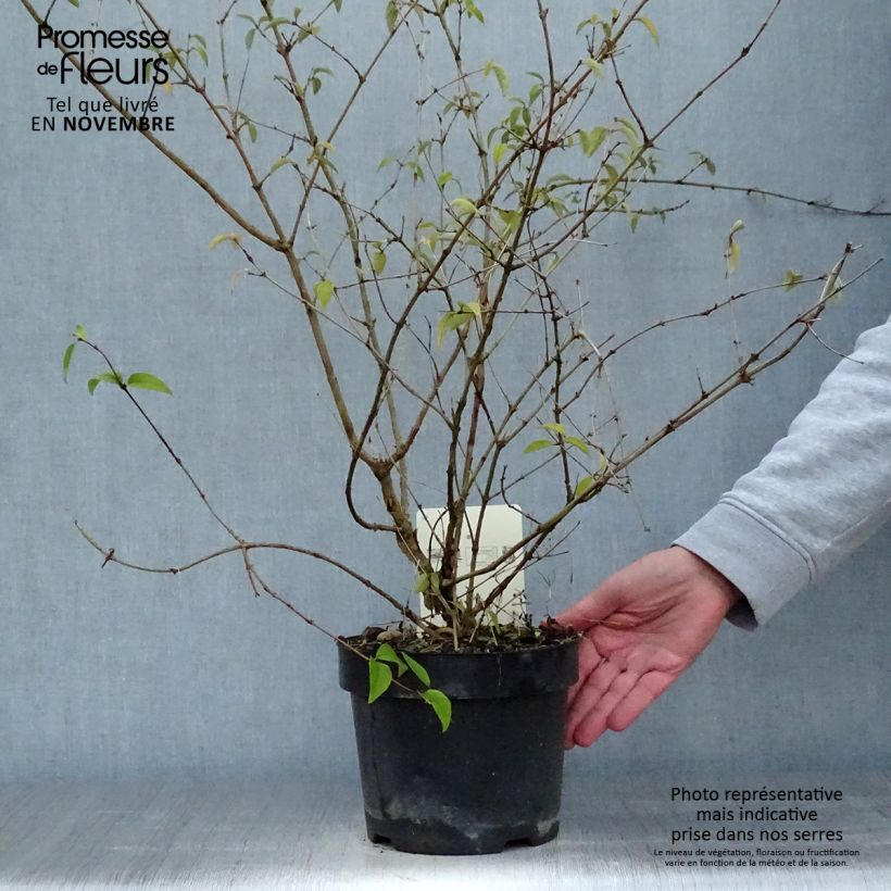 Spécimen de Deutzia monbeigii Pot de 2L/3L tel que livré en automne