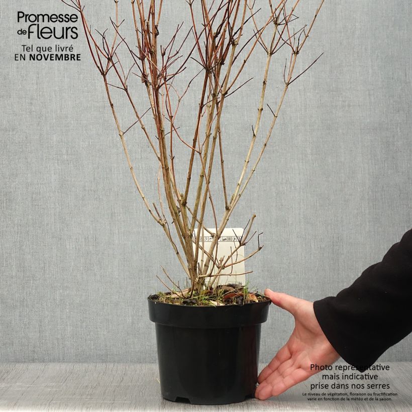 Spécimen de Deutzia pulchra tel que livré en automne