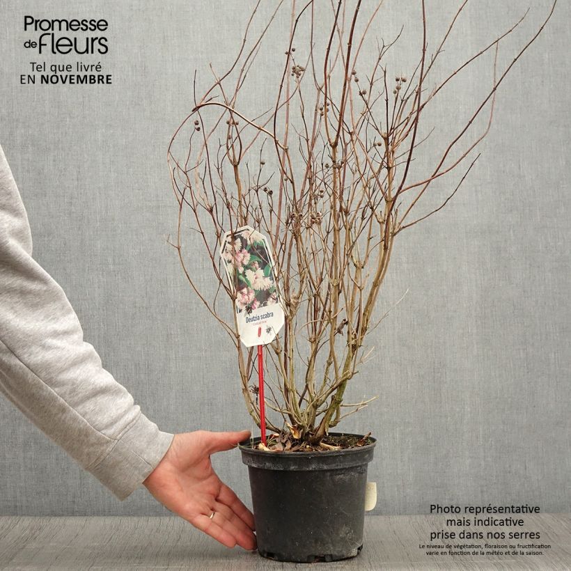 Spécimen de Deutzia scabra Codsall Pink - Deutzie Pot de 2L/3L tel que livré en automne