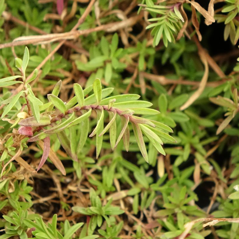 Dianthus deltoides - Oeillet à delta (Feuillage)