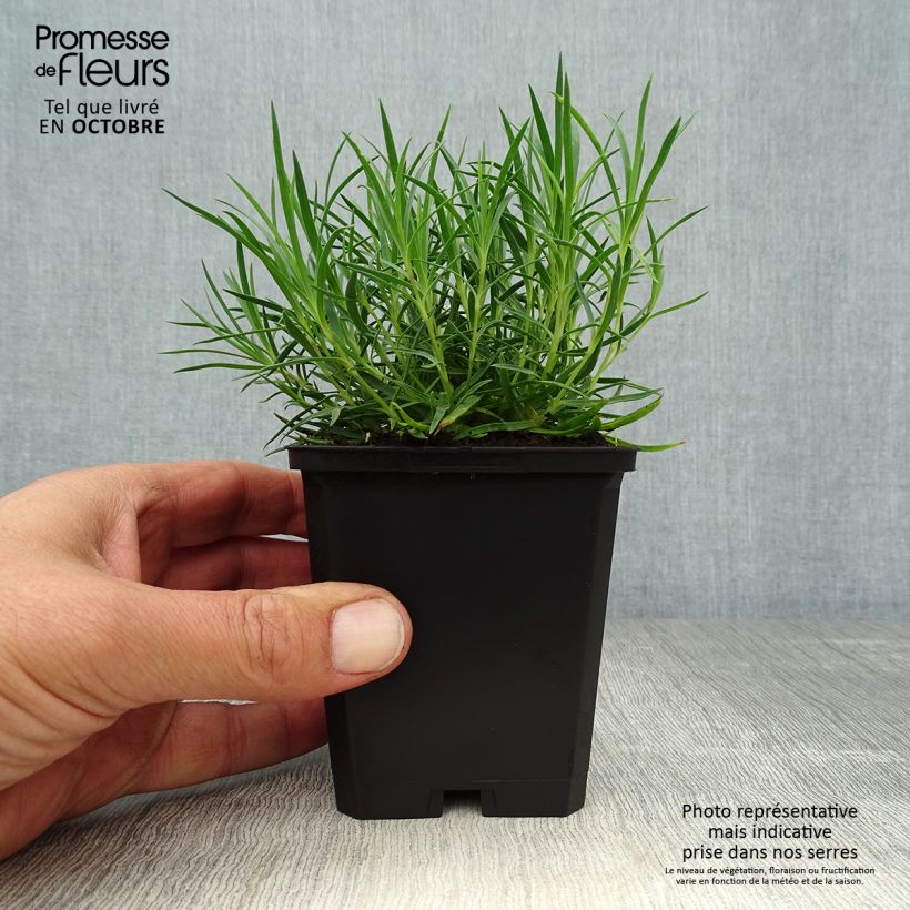 Spécimen de Dianthus gratianopolitanus Eydangeri - Oeillet de pentecôte Godet de 9cm tel que livré en automne