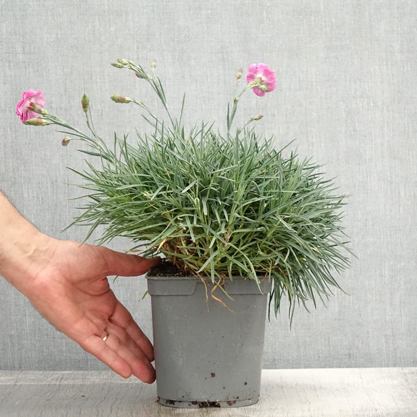 Spécimen de Dianthus plumarius Moulin Rouge (Pink Bicolour) - Oeillet mignardise Pot de 2L/3L tel que livré en automne