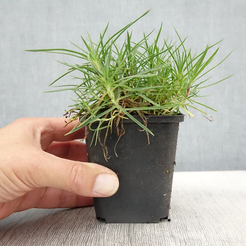 Spécimen de Dianthus spiculifolius, Oeillet Godet de 8/9 cm tel que livré en automne