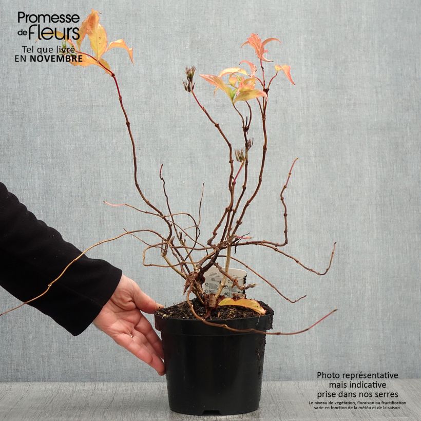 Spécimen de Diervilla splendens 40/50cm en pot de 2L/3L - Diervillé tel que livré en automne