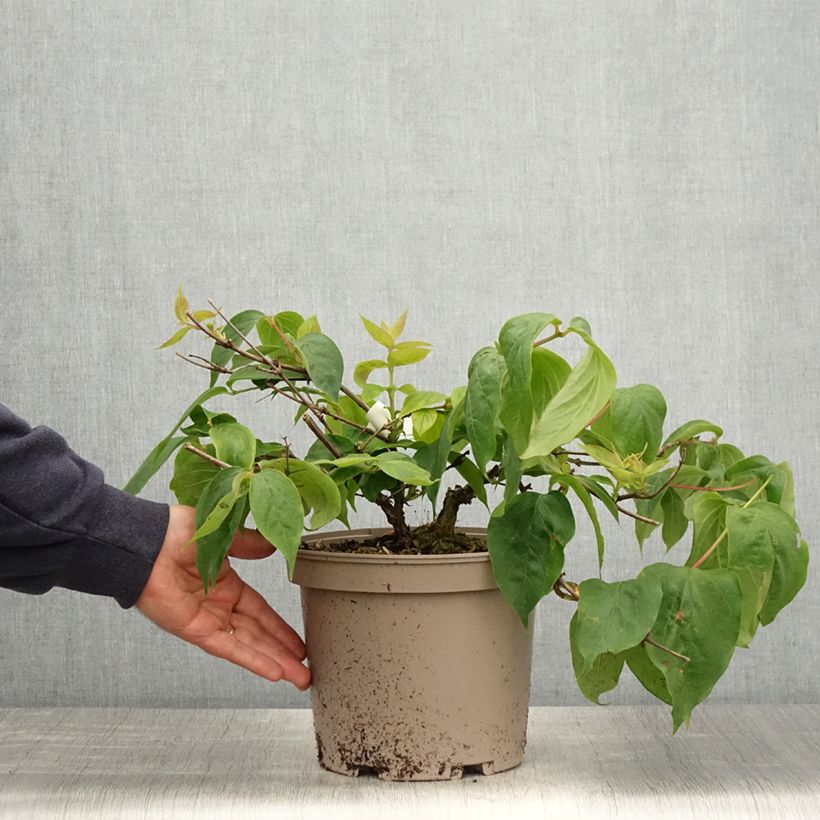 Spécimen de Dipelta floribunda en pot de 3/4L tel que livré au printemps