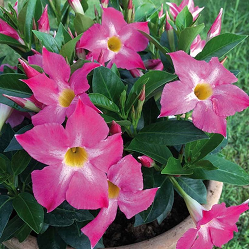 Dipladénia BELLA Pink Star (Floraison)