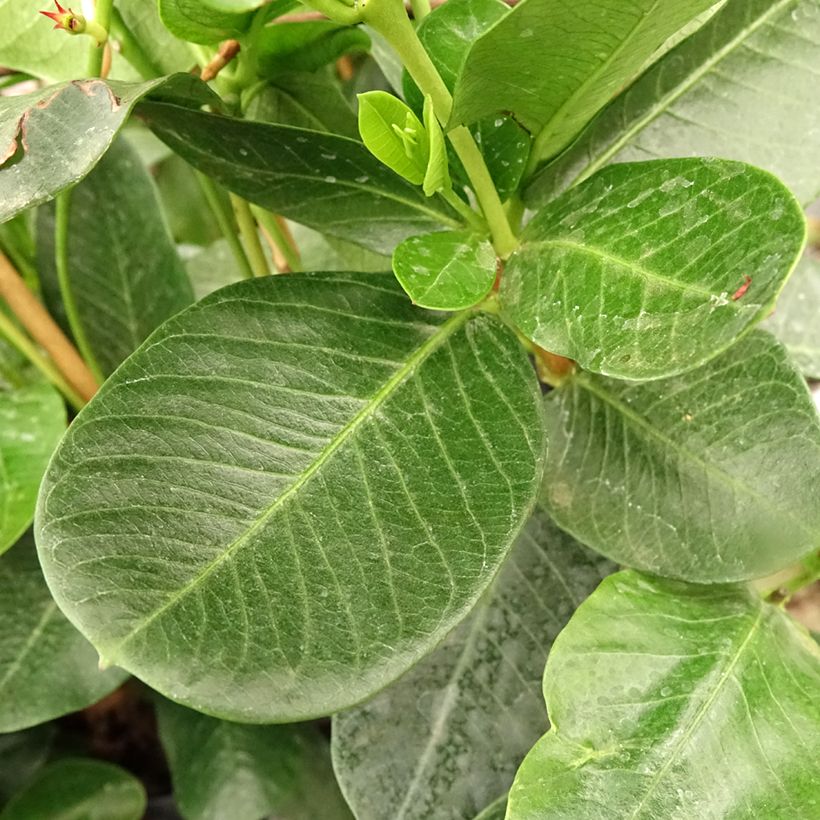 Dipladenia diamantina Agate mini Strawberry red - Mandevilla (Feuillage)