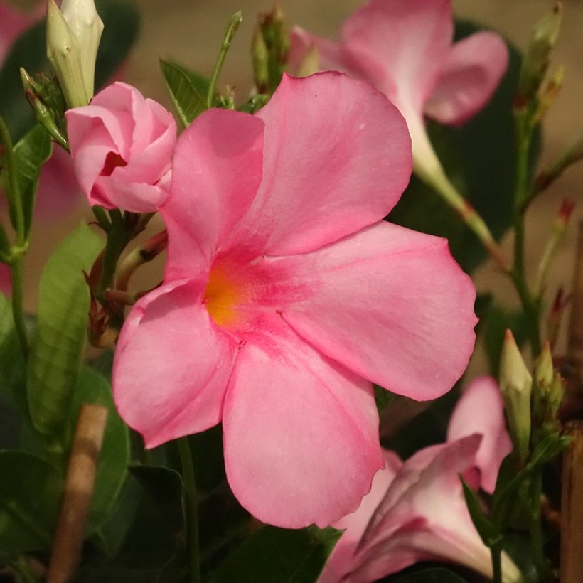 Dipladenia diamantina Agate mini Strawberry red - Mandevilla (Floraison)