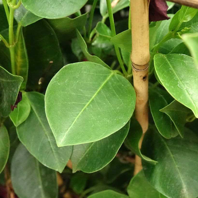 Dipladenia Diamantina Jade XXL Red - Mandevilla (Feuillage)