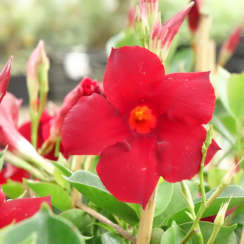 Dipladenia Diamantina Jade XXL Red - Mandevilla (Floraison)