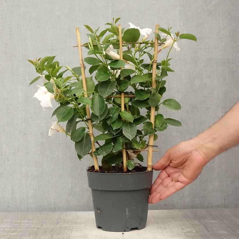 Spécimen de Dipladenia diamantina Jade XXL White - Mandevilla - Pot de 1,5L/2L tel que livré en été