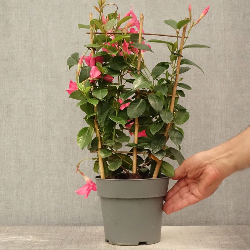 Spécimen de Dipladenia Diamantina Opale Fuchsia Flammé  Pot de 2L/3L tel que livré en été