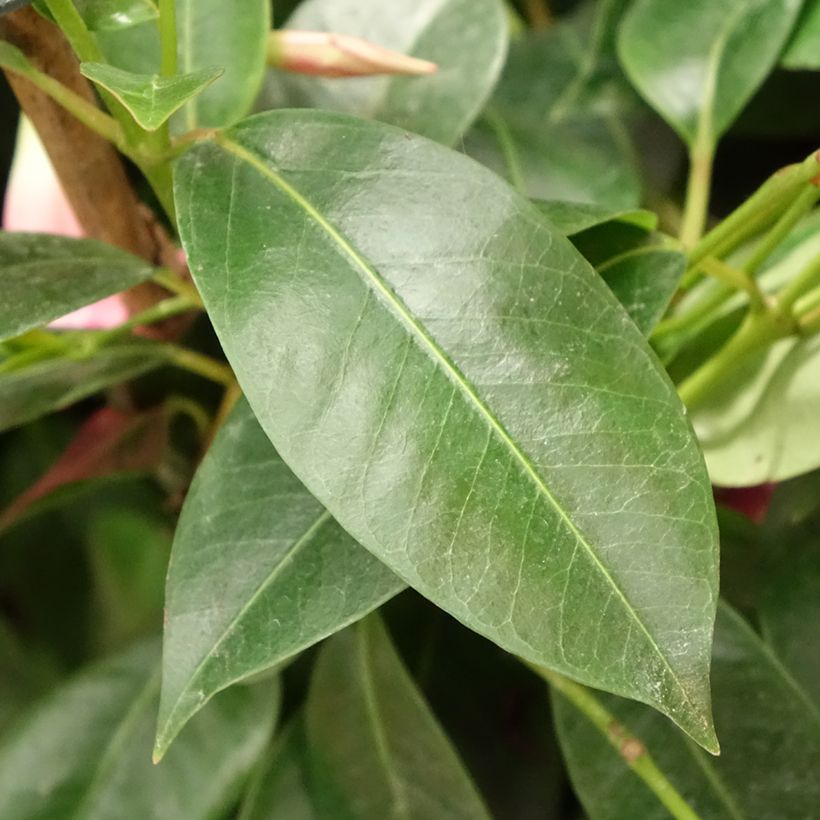 Dipladenia Diamantina Opale Fuchsia Flammé  (Feuillage)