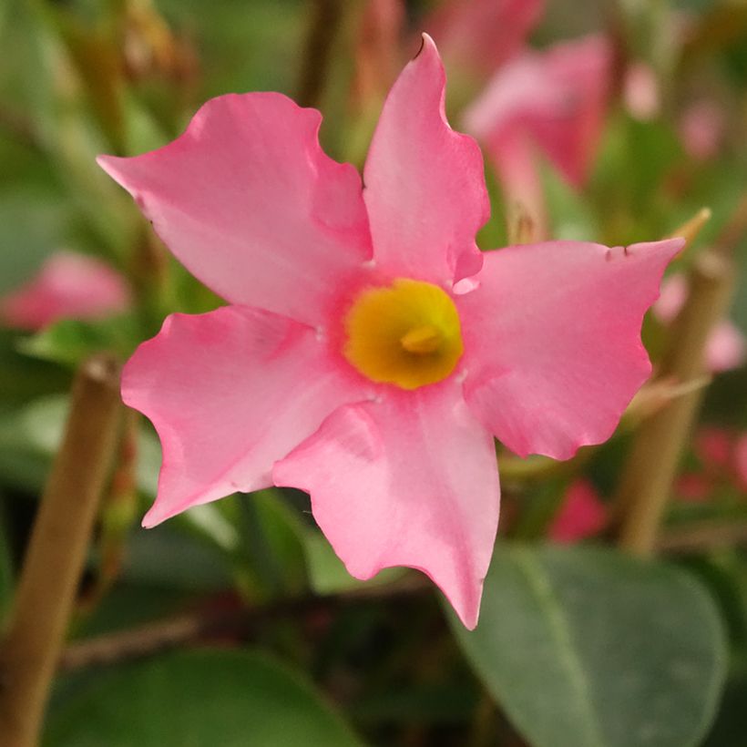 Dipladenia Diamantina Opale Fuchsia Flammé  (Floraison)