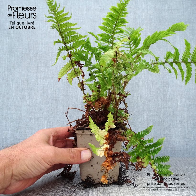 Spécimen de Dryopteris affinis Crispa - Fausse Fougère mâle naine Godet de 9cm tel que livré en automne