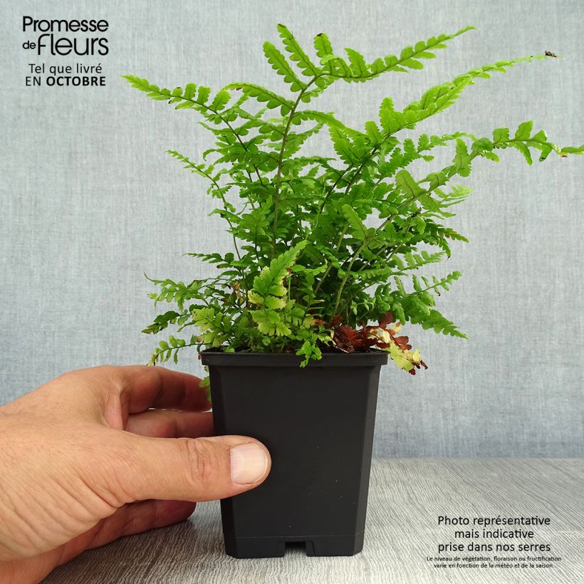 Spécimen de Dryopteris affinis - Fougère Godet de 9cm tel que livré en automne