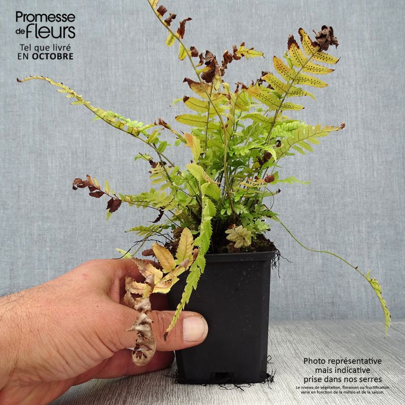 Spécimen de Dryopteris atrata ou cycadina - Fougère Godet de 9cm tel que livré en automne