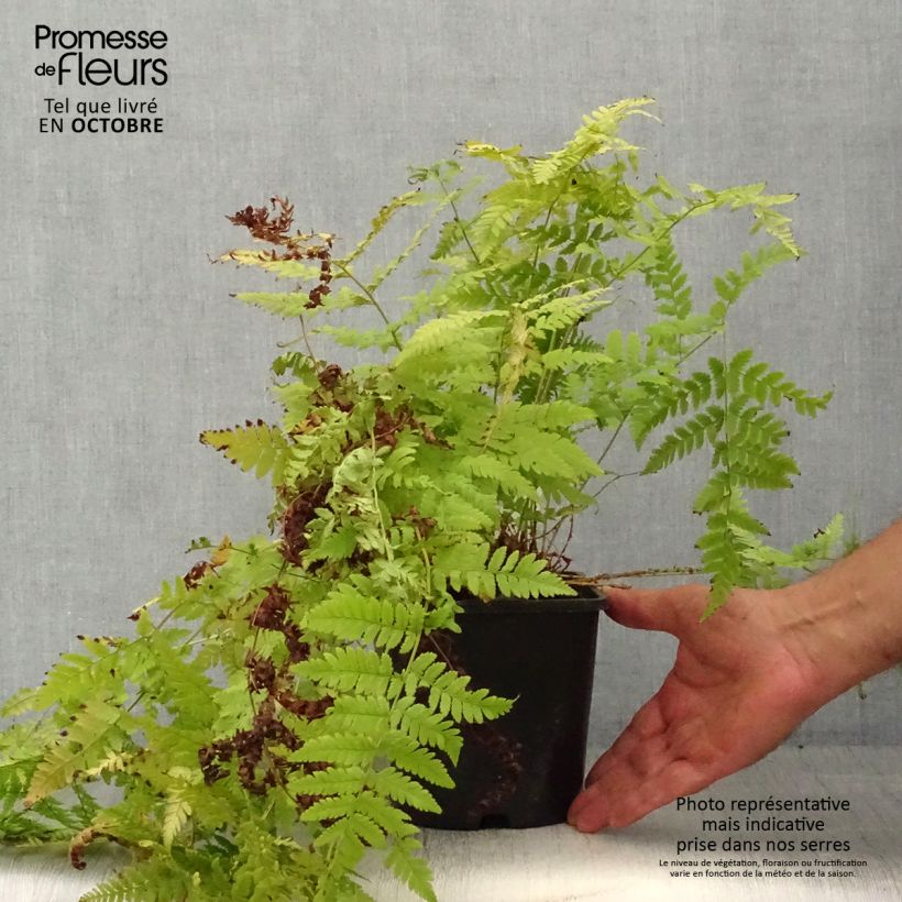 Spécimen de Dryopteris carthusiana - Fougère ou Dryoptéride des chartreux - Pot de 2L/3L tel que livré en automne