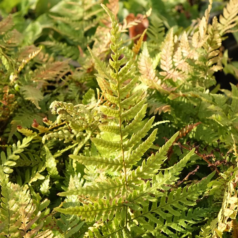 Dryopteris erythrosora Prolifica - Fougère à sores rouges  (Feuillage)