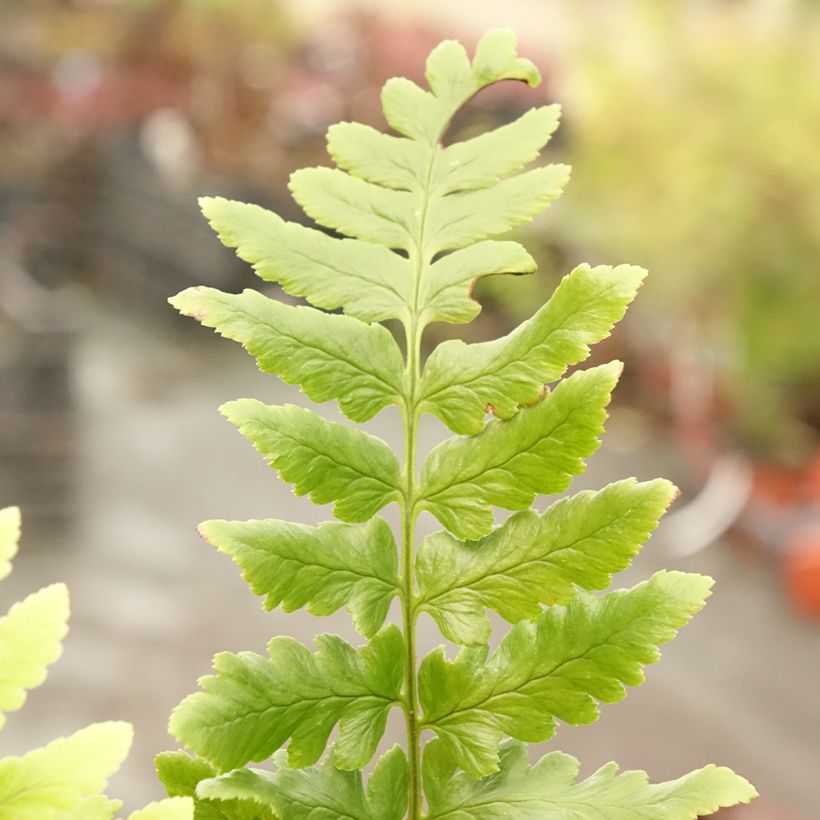 Dryopteris ludoviciana - Fougère (Feuillage)