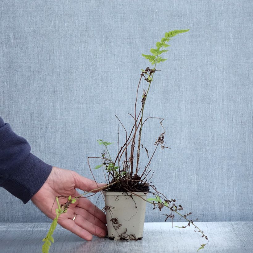 Spécimen de Dryopteris sieboldii - Fougère en godet de 8cm tel que livré en automne