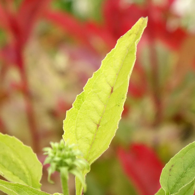 Echinacea Cheyenne Spirit - Echinacée (Feuillage)