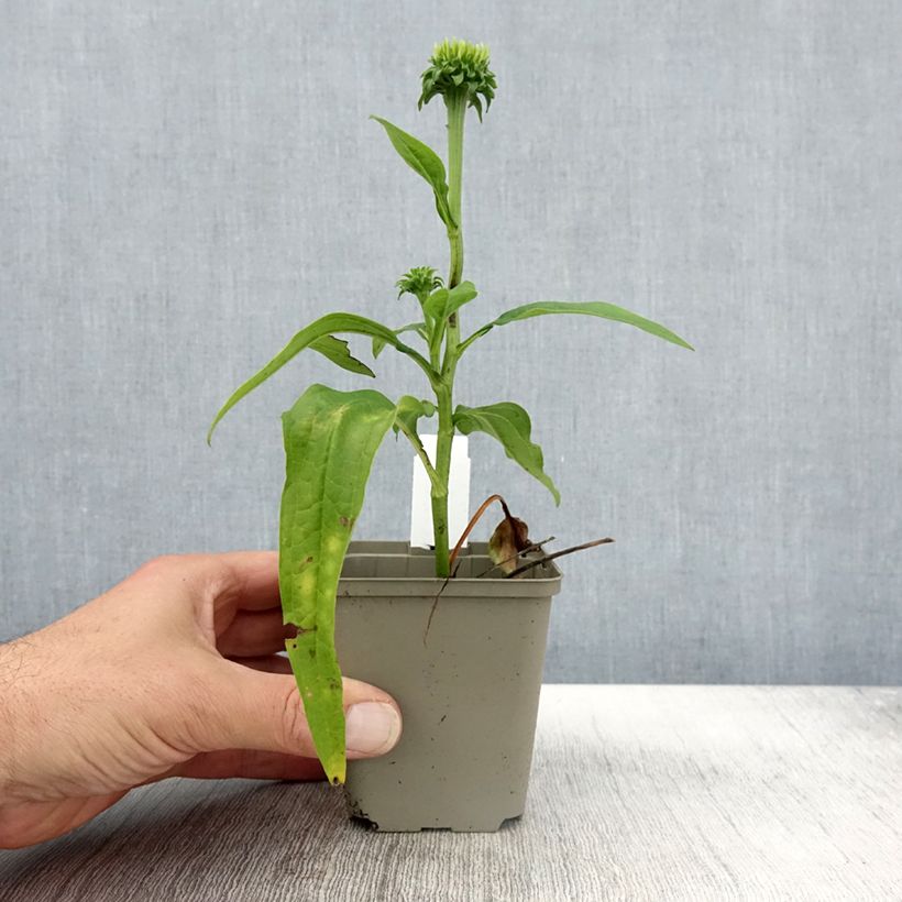 Spécimen de Echinacea Chiquita - Echinacée Godet de 9cm tel que livré en automne